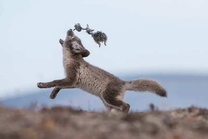 arctic fox pup playing