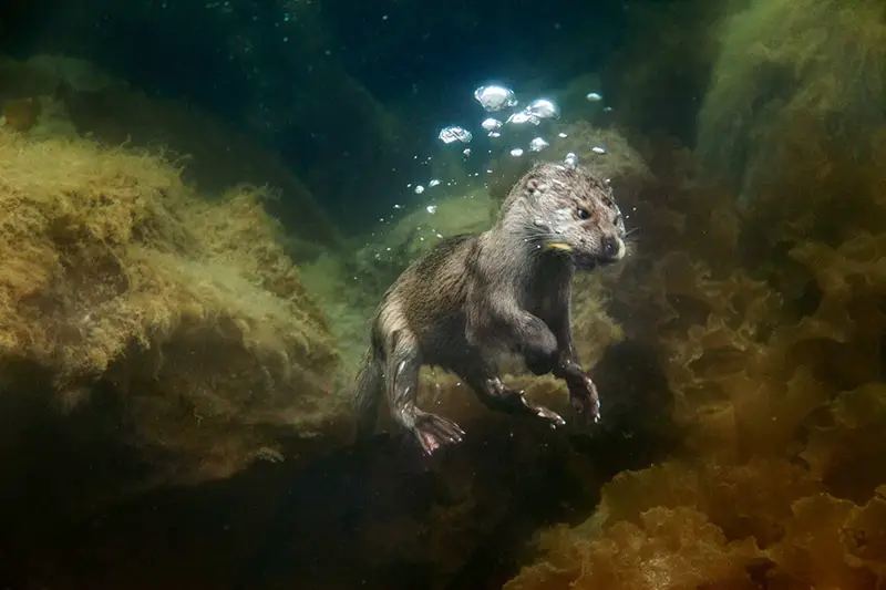 Otter underwater image: National Geographic, 2013 Year in Review