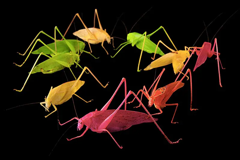 colored katydids, image: National Geographic's 2013 Year in Review