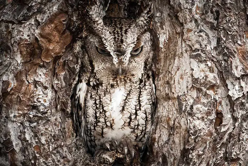 owl image image: National Geographic's 2013 Year in Review