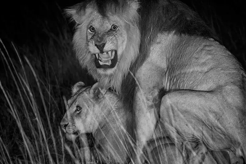 Lions mating in the Serengeti, image: National Geographic, 2013 Year in Review