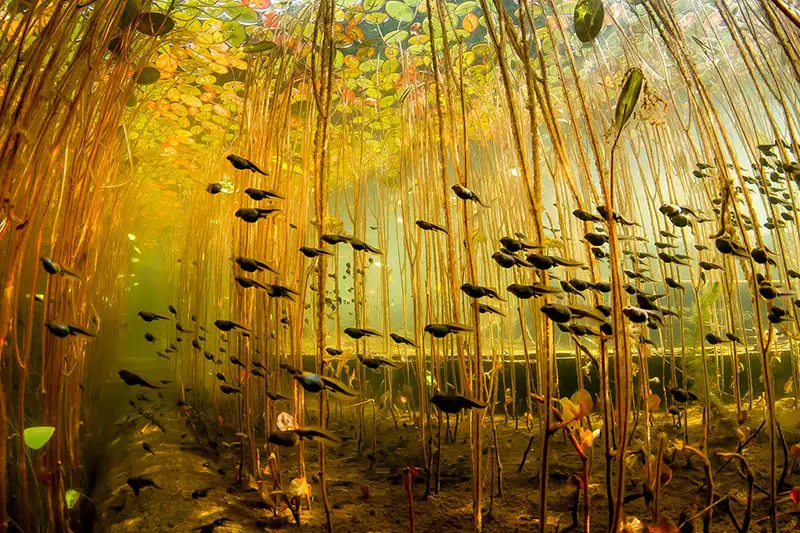 Tadpoles underwater image: National Geographic's 2013 Year in Review