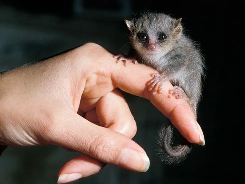 baby lemur on finger