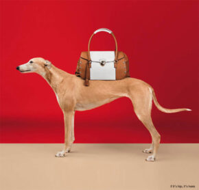 William Wegman Trades In His Weimaraners For Greyhounds In Trussardi’s Spring Ad Campaign.