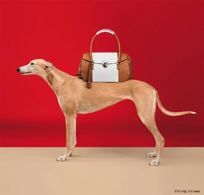 Read more about the article William Wegman Trades In His Weimaraners For Greyhounds In Trussardi’s Spring Ad Campaign.