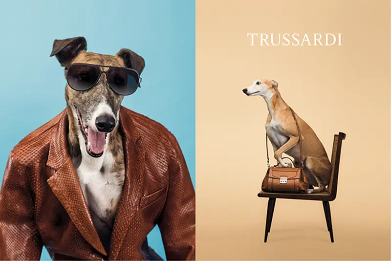 trussardi wegman ad