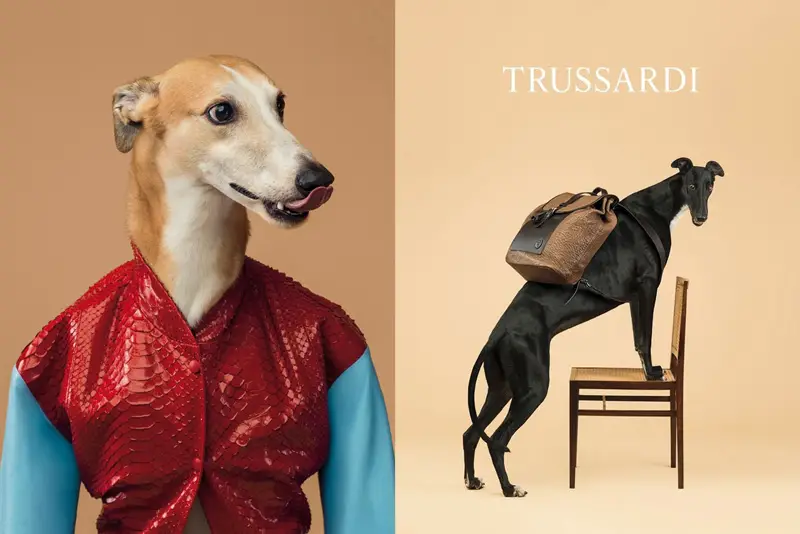 trussardi wegman ad