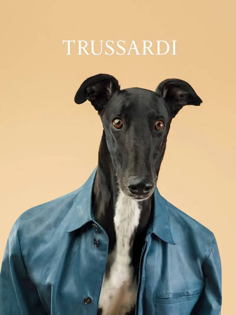 trussardi wegman ad