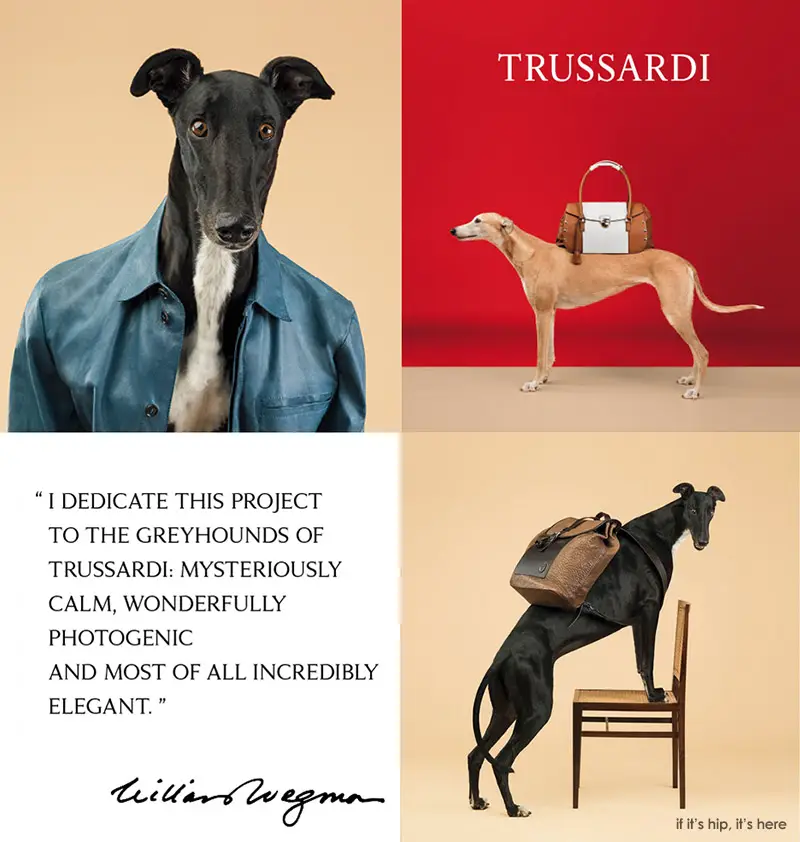 William Wegman for Trussardi