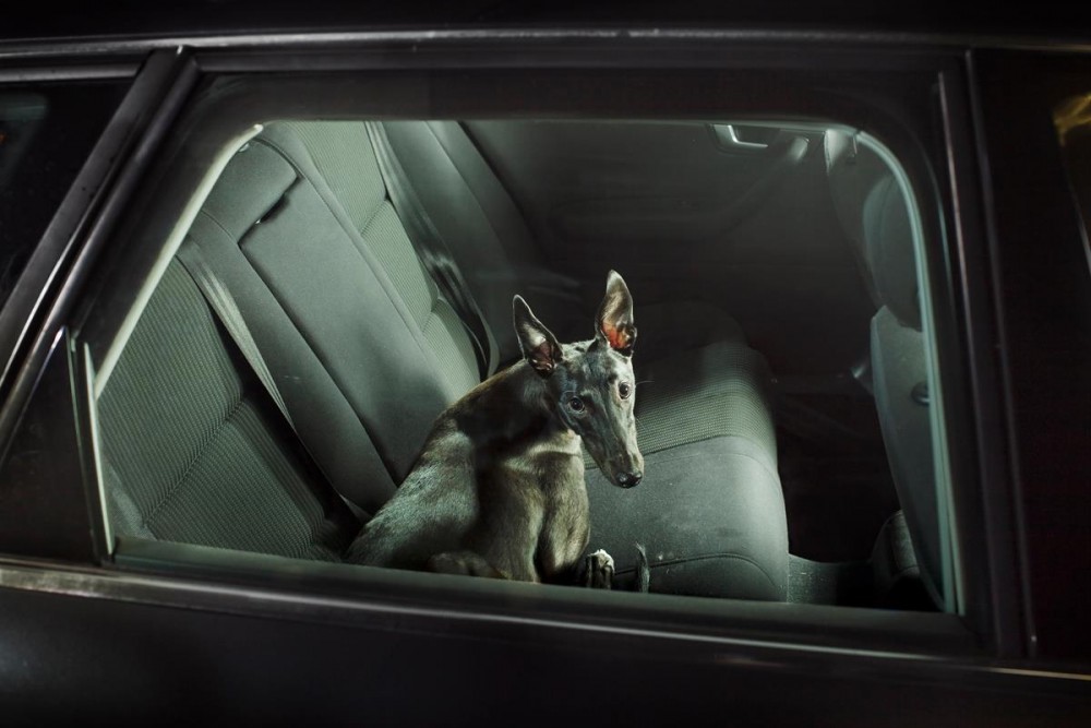 dogs in cars