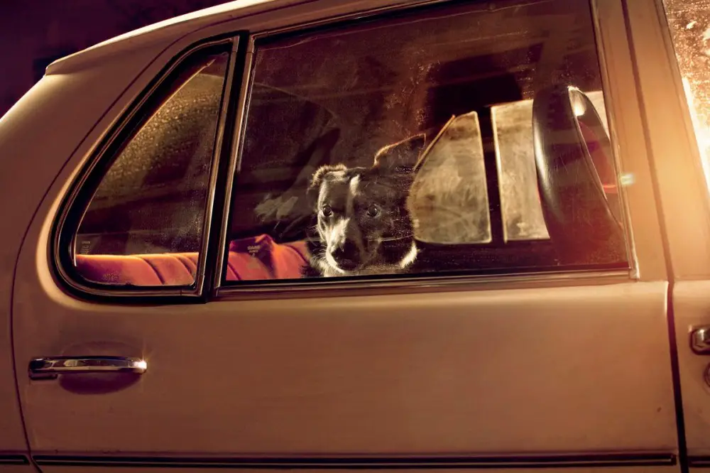 terrier in vehicle