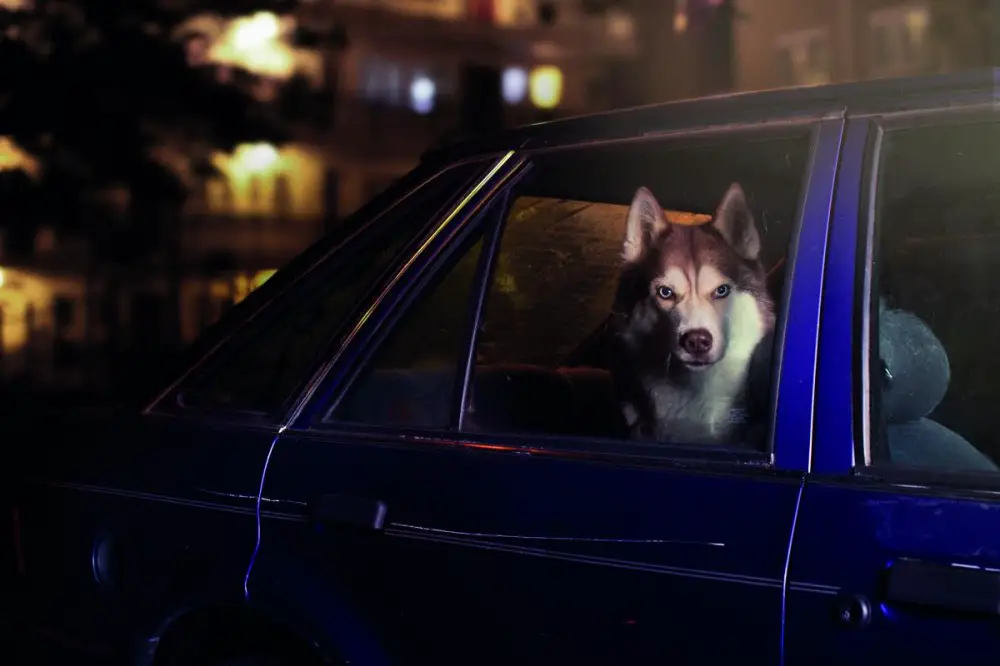 husky in car photo