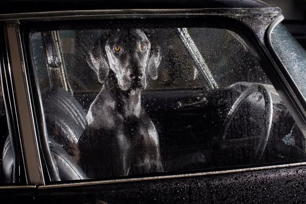 dogs photographed n cars
