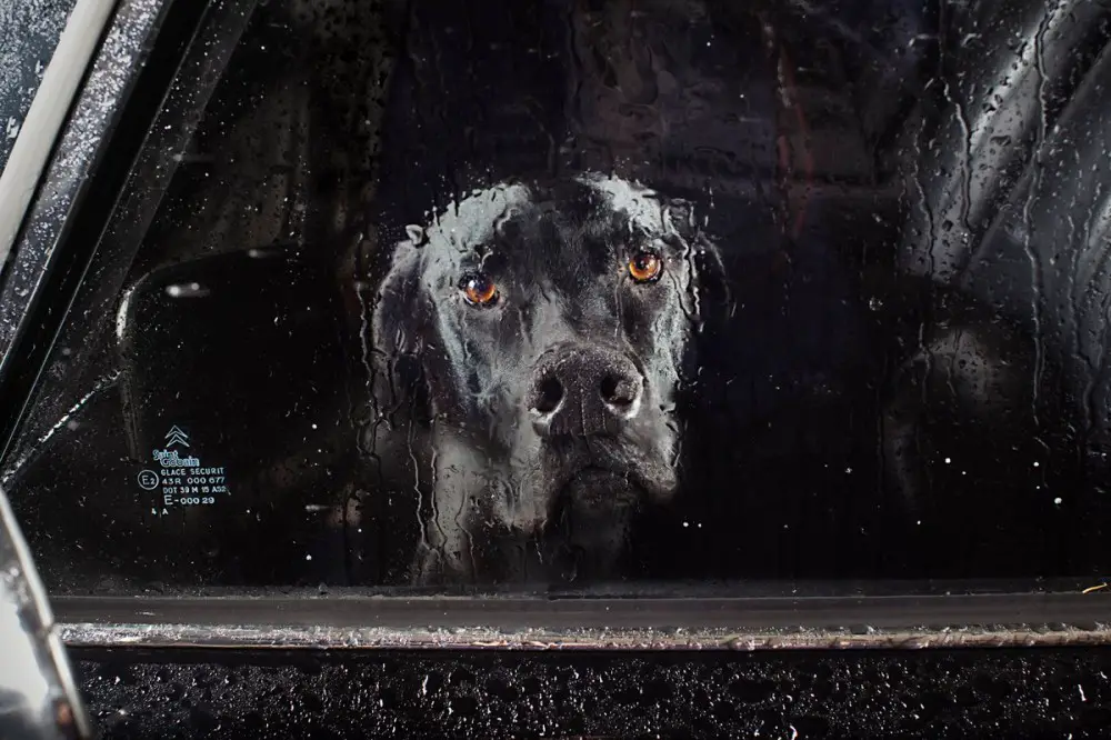 black lab