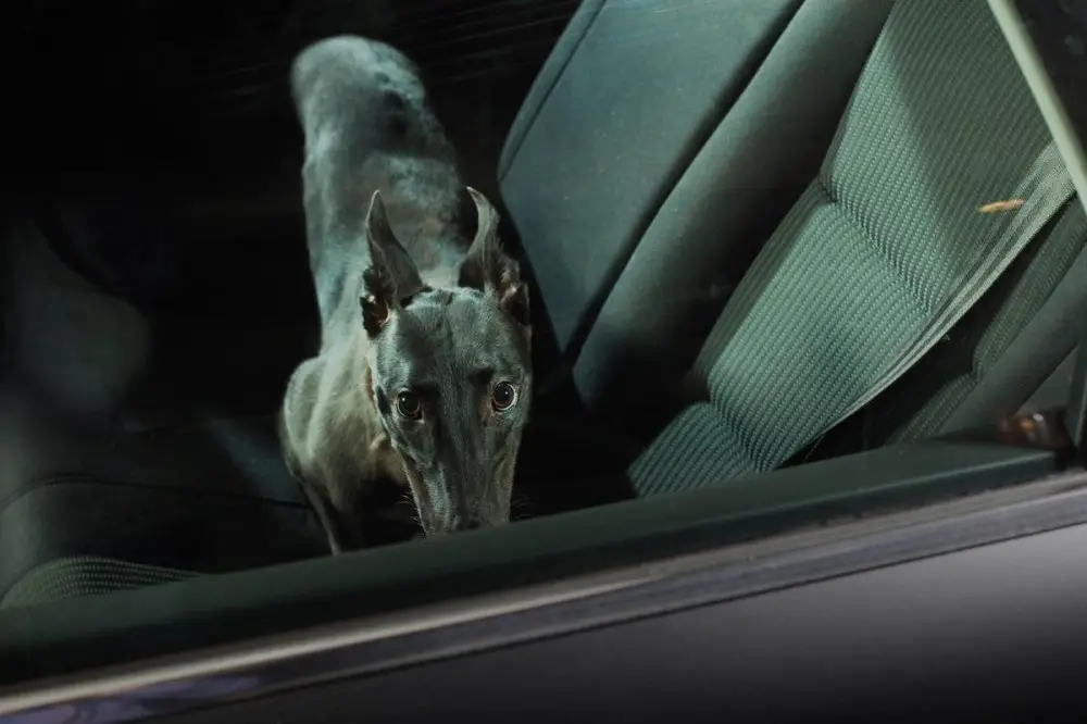 great dane in car