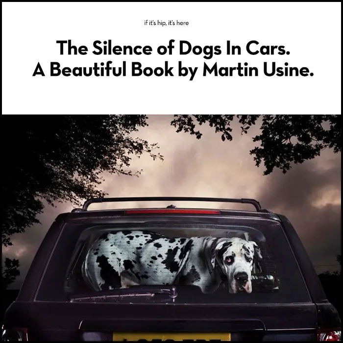 The silence of dogs in cars hero IIHIH