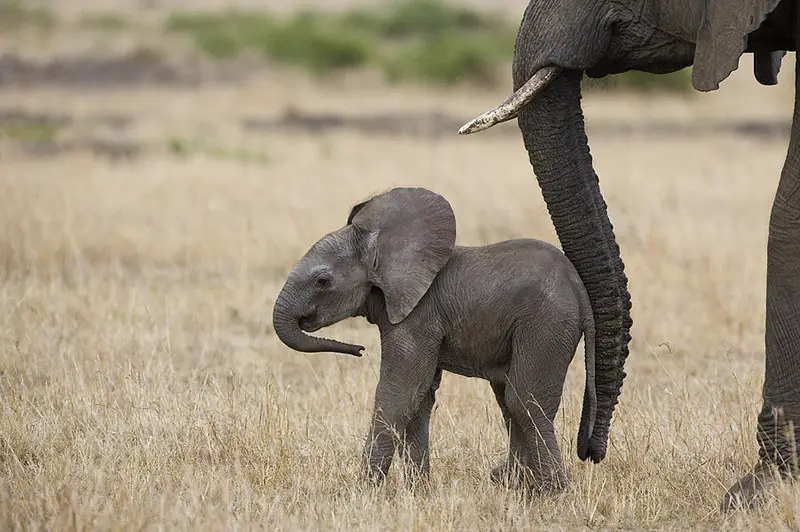 1-african-elephant-mother-and-under-3-suzi-eszterhas