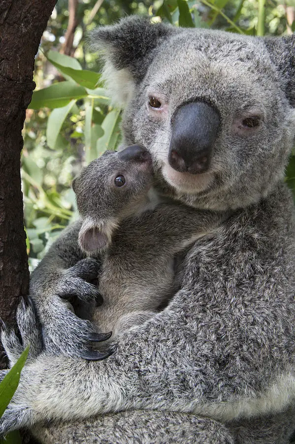1-koala-mother-and-joey-australia-suzi-eszterhas