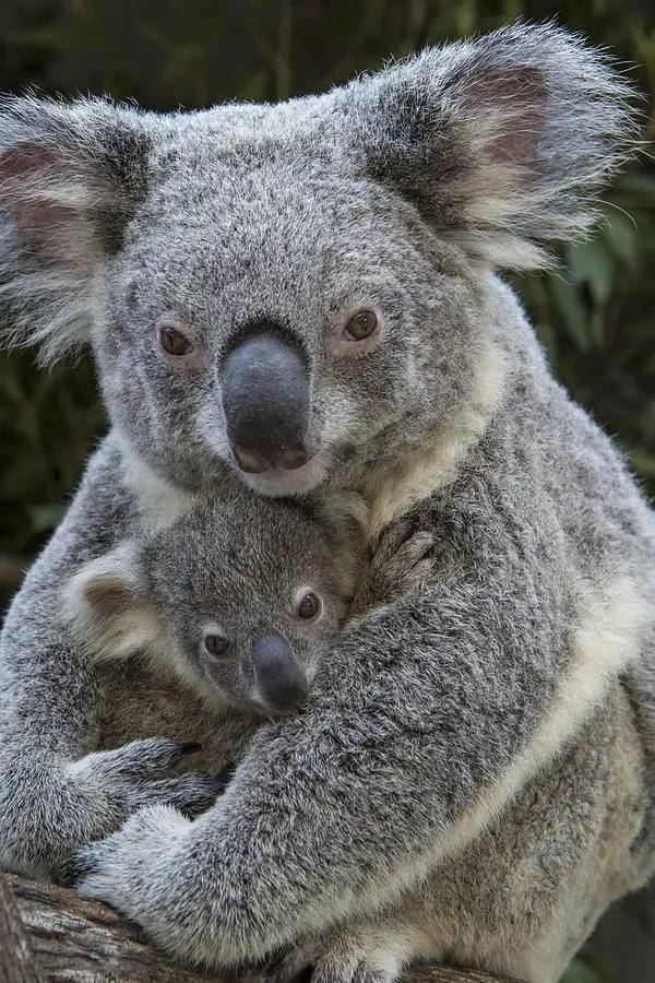 1-koala-mother-holding-joey-australia-suzi-eszterhas