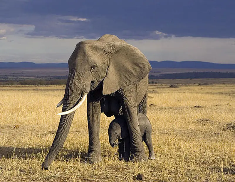 african-elephant-mother-protecting-calf-suzi-eszterhas