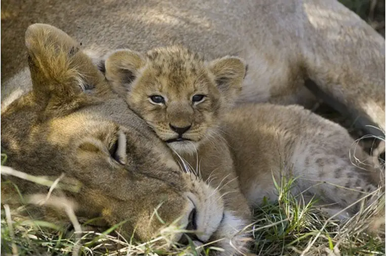 african-lion-and-cub