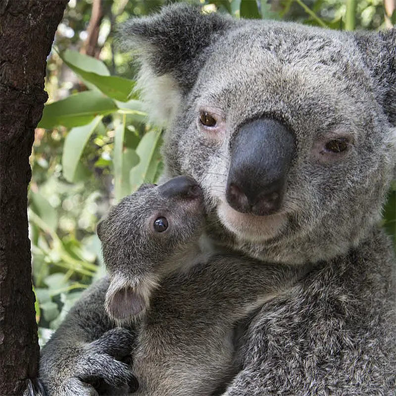 Animal Moms and their Babies