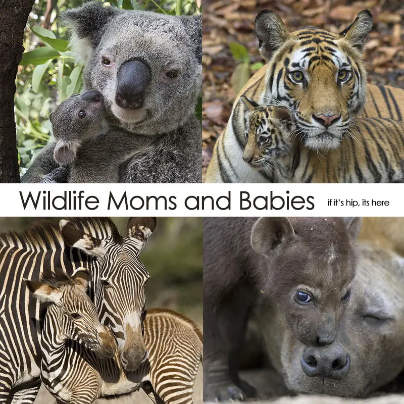 animal moms and baby quad hero IIHIH