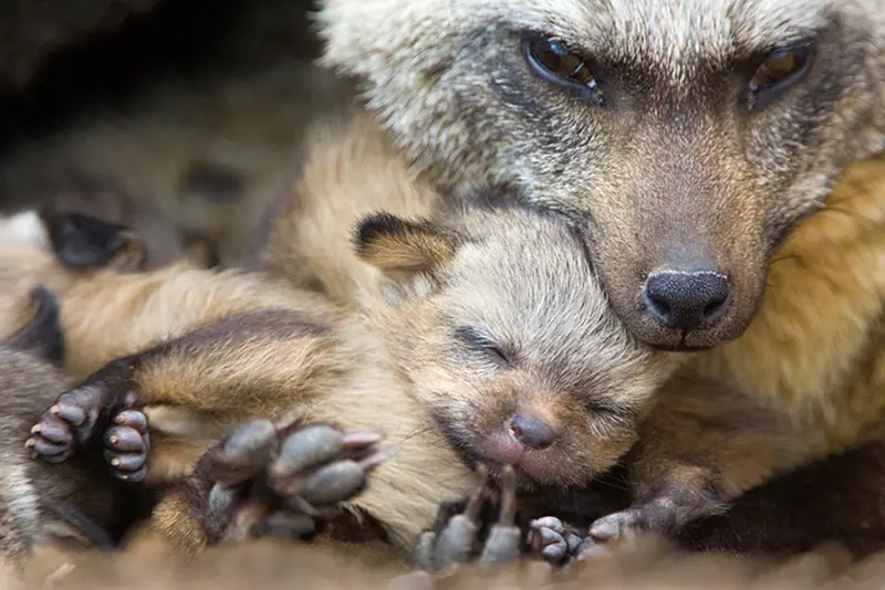 bat eared fox and baby by suzi eszterhas