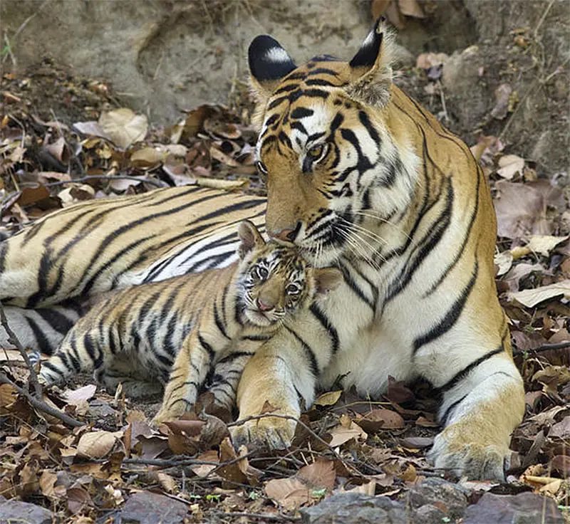 begal tiger and cub hero IIHIH