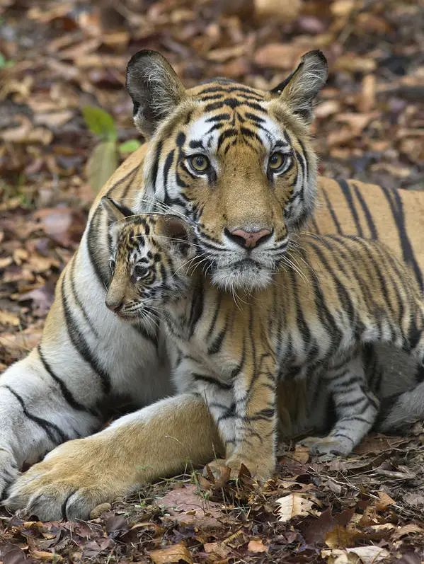 bengal-tiger-and-cub-bandhavgarh-np-suzi-eszterhas