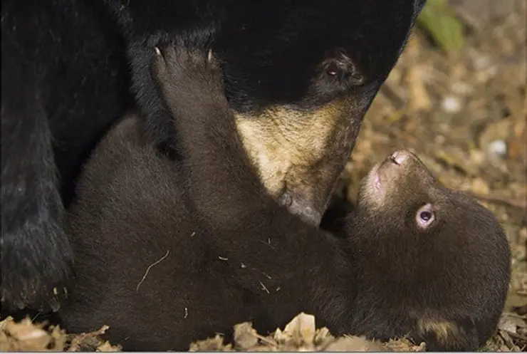 black-bear-mother-grooming-7-week-old-cub