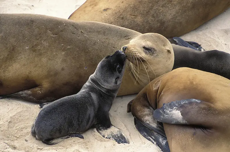 california-sea-lion-and-newborn-pup-san-suzi-eszterhas