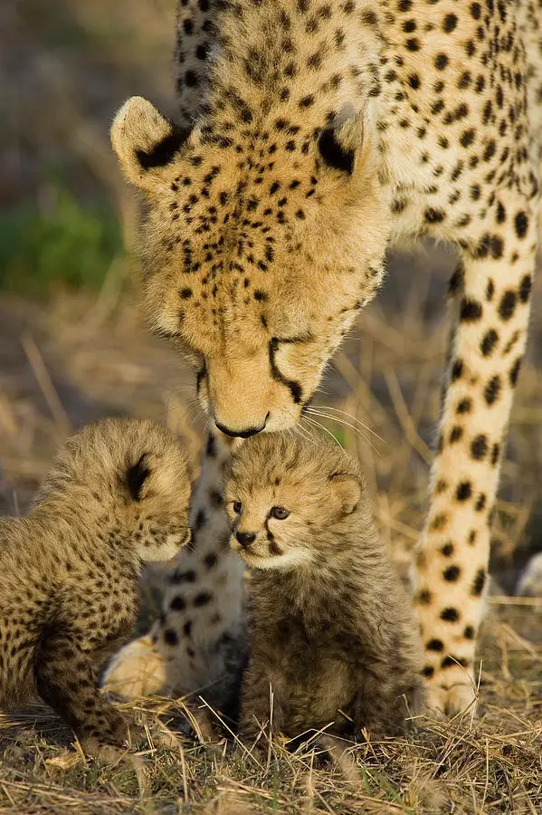 cheetah-mother-nuzzles-cubs-suzi-eszterhas