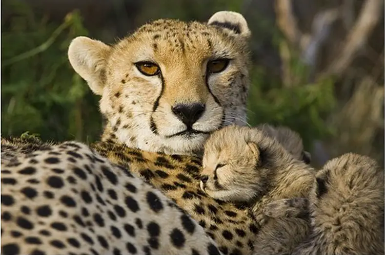 cheetah-thirteen-day-old-cub-resting-against-mother-in-nest