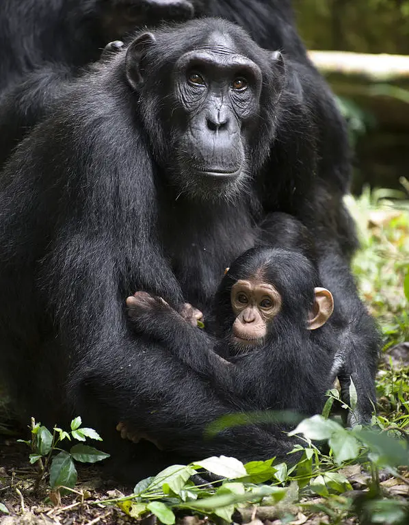 chimpanzee-and-infant-uganda-suzi-eszterhas