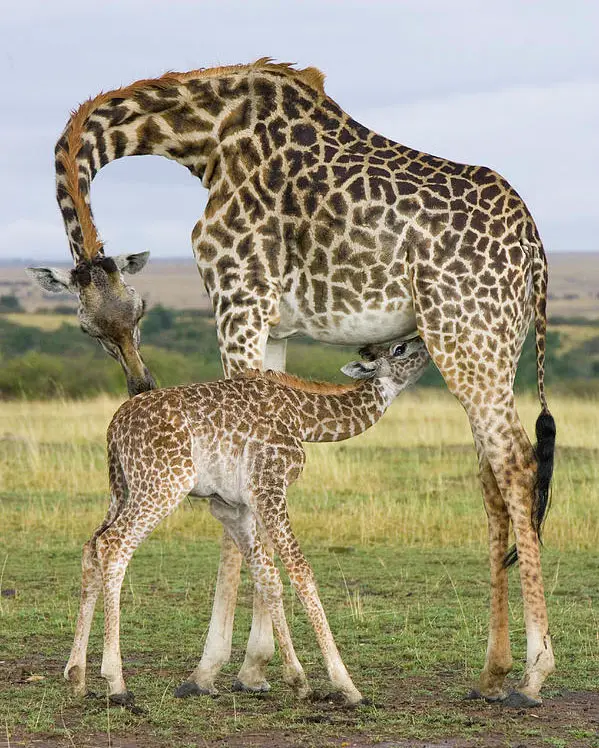 giraffe-nuzzling-her-nursing-calf-suzi-eszterhas