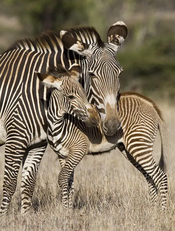 grevys-zebra-and-young-foal-lewa-suzi-eszterhas