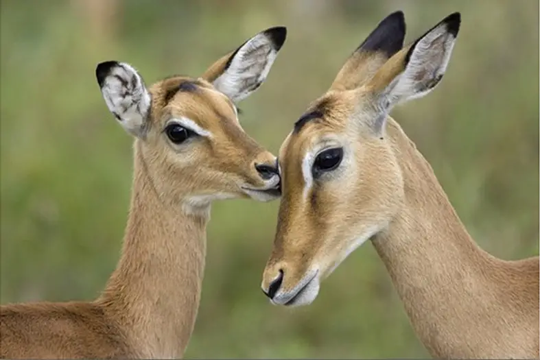 impala-fawn-grooming-mother-serengeti-national-park-tanzania