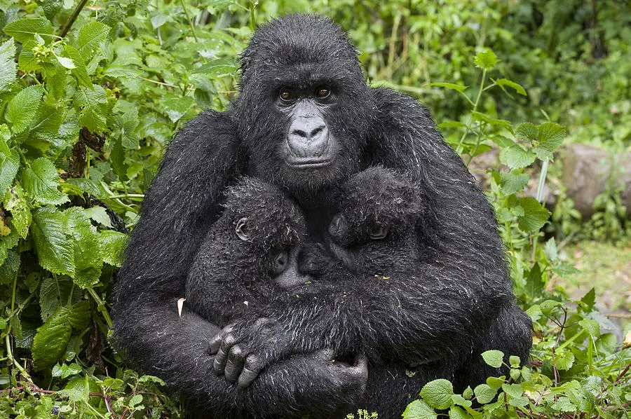mountain-gorilla-mother-holding-5-month-suzi-eszterhas