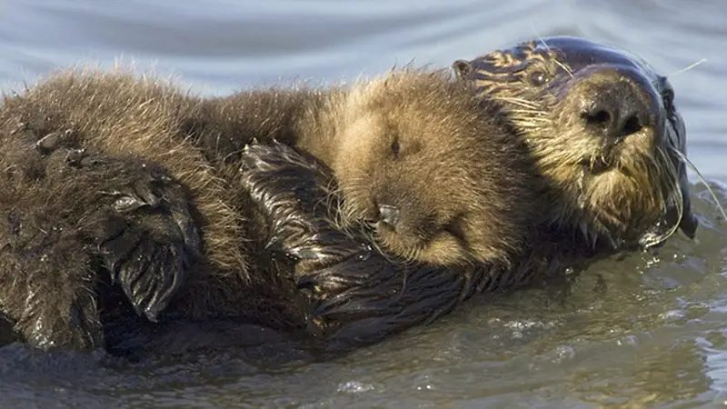 ottermom and 1 month baby by suzi eszterhas