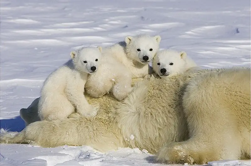 polar-bear-triplet-cubs-on-top-of-their-mother-wapusk-national-park-manitoba-canada