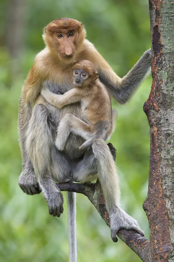 proboscis-monkey-female-and-six-week-suzi-eszterhas
