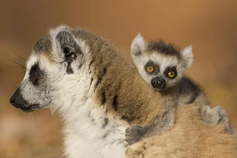 ring-tailed-lemur-and-baby-hero IIHIH