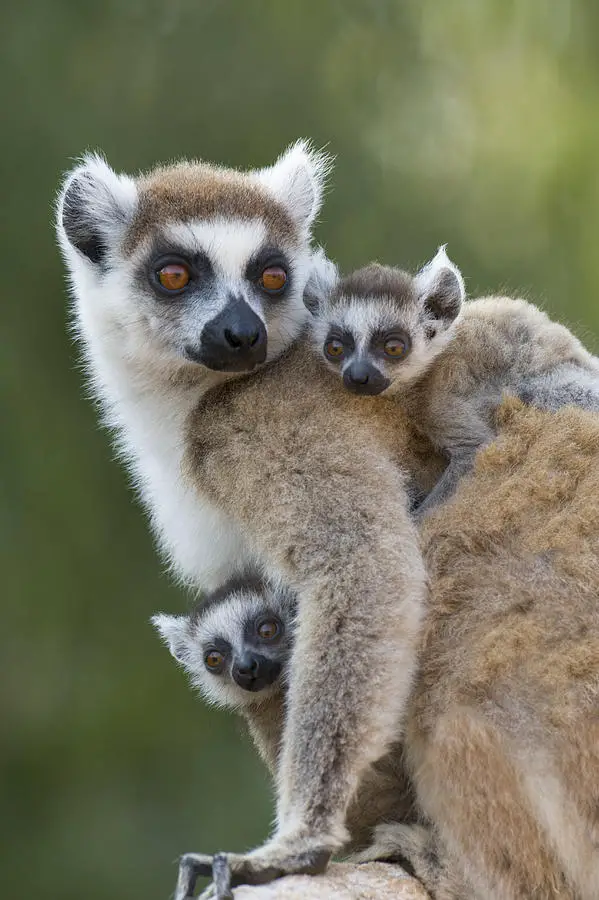 ring-tailed-lemur-and-twins-madagascar-suzi-eszterhas