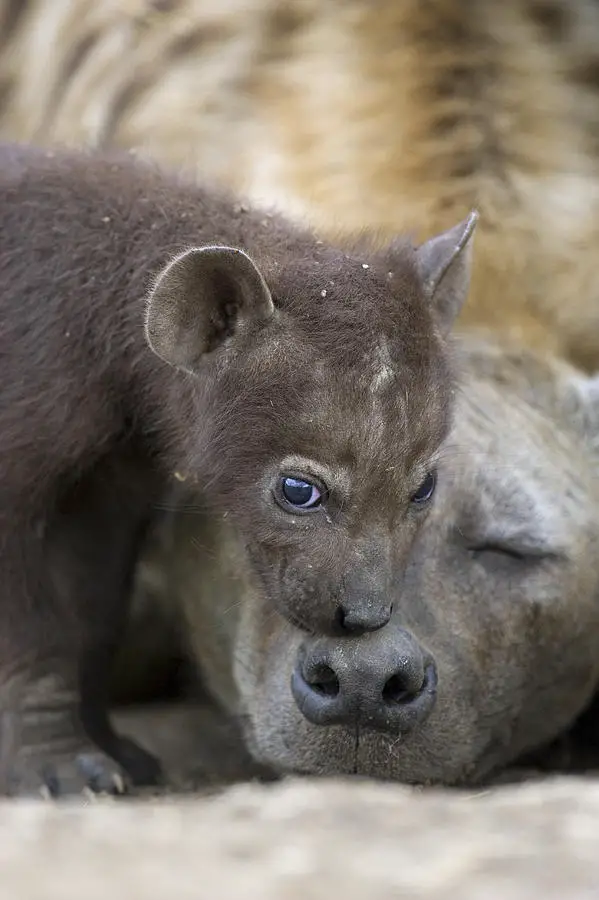 spotted-hyena-one-month-old-cub-suzi-eszterhas
