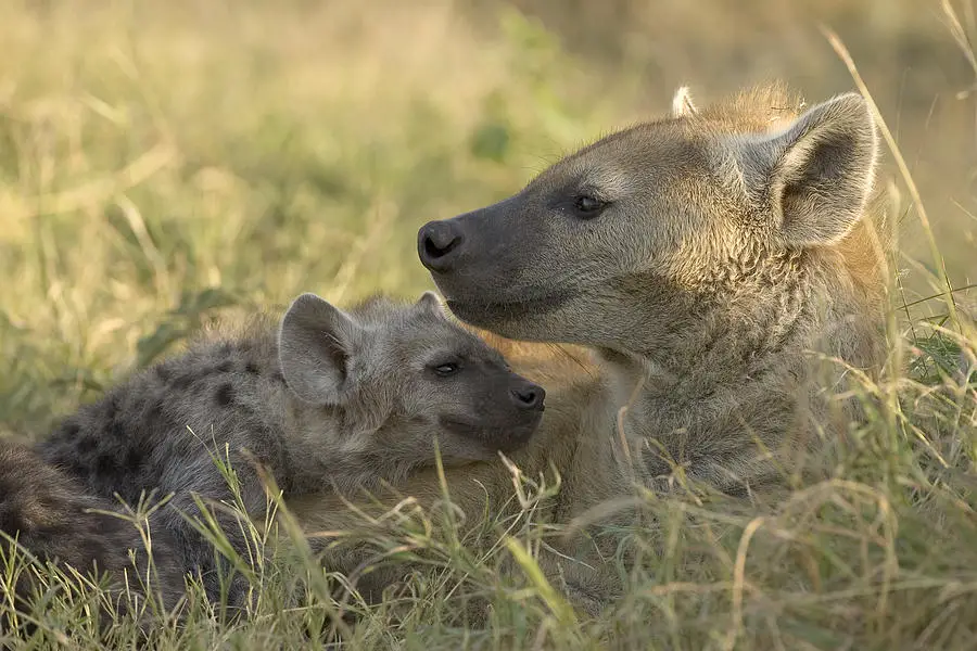 spotted-hyena-resting-in-grass-suzi-eszterhas