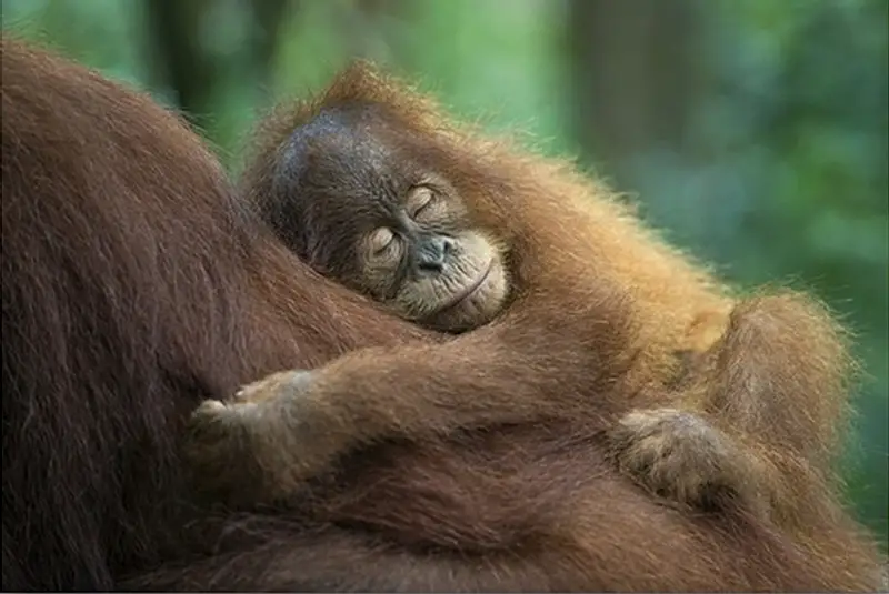 sumatran-orangutan-baby-sleeping-on-mother-north-sumatra-indonesia