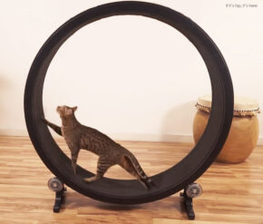 Faster Pussycat, Run, Run! Now There’s An Exercise Wheel For Cats.