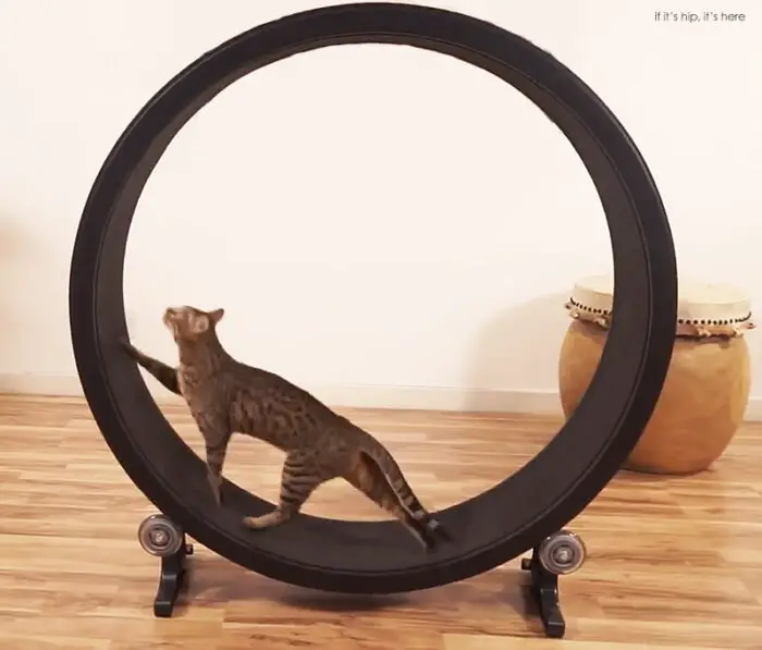 Read more about the article Faster Pussycat, Run, Run! Now There’s An Exercise Wheel For Cats.