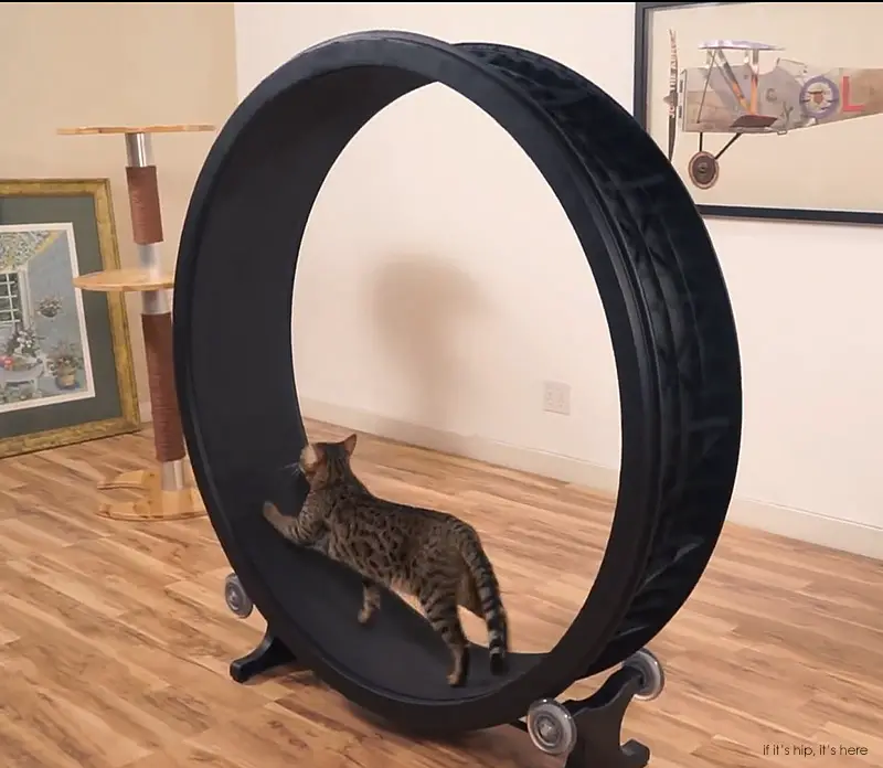 one fast cat exercise wheel